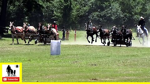 4-Up Mule Team Races - What About Bob Chuckwagon Races 2022 | Saturday