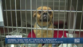 Valley animal shelter at 'critical capacity'