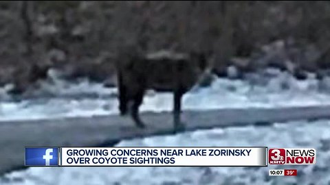 Growing concerns over coyotes near Lake Zorinsky