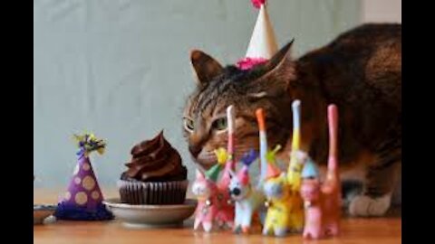 Cute cat birthday celebrations