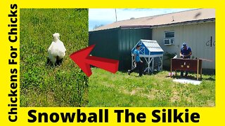 Snowball The Silkie Roo And His New Coop