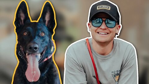 THE MOST IMPORTANT DOG TRAINING ADVICE YOU NEED TO SEE!