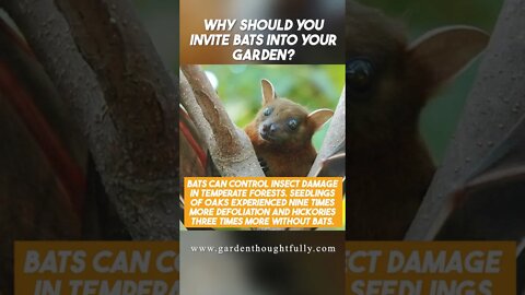 Why Should you INVITE BATS into your Garden?