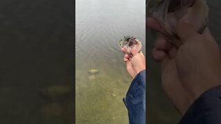 BASS on the SPINNER BAIT during a Hurricane!