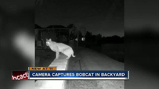 Video shows bobcat in Bradenton backyard
