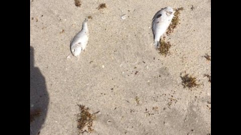 Dead fish wash ashore in Vero Beach