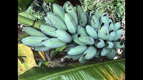 BLUE JAVA BANANAS! They taste like vanilla ice cream and you can grow them in Arizona - ABC15 Digital