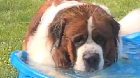 180-pound St. Bernard dog is perfectly fine chilling in tiny kiddie pool