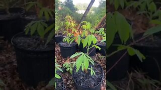 Watering the Cassava plants - Louisiana Fram Life - Raleigh Jones