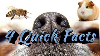 4 quick crazy animal facts that will surprise you