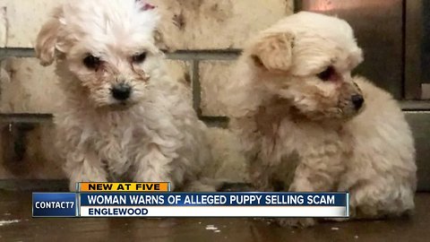 Alleged Puppy Scam