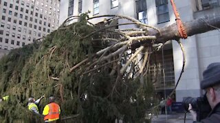 Rockefeller Center tree erected in NYC