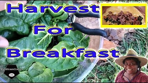 Harvest for Spinach Sausage Omelette