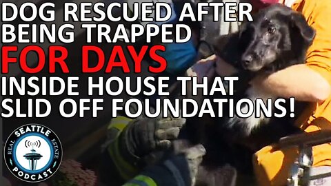 Dog Rescued After Being Trapped For Days Inside Seattle House That Slid Off Foundations