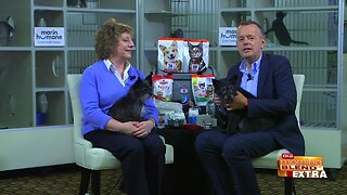 Blend Extra: Keeping Pets Safe During Natural Disasters