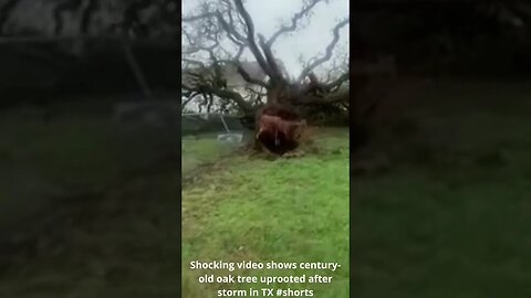 Shocking video shows century old oak tree uprooted after storm in TX #shorts