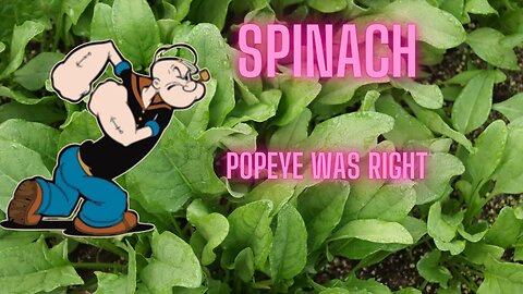 Spinach - Popeye was Right