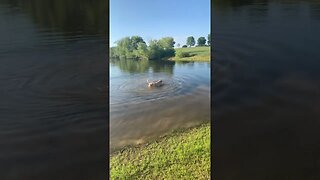 Maggie’s got to swim #shorts #rvdog #farmdog