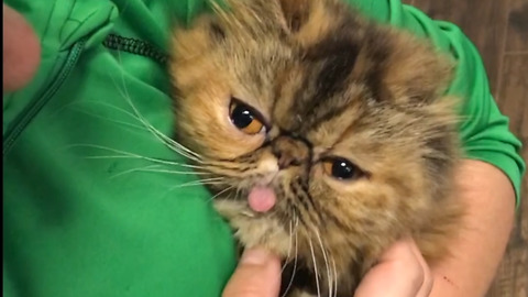 Super Cute Cat Sticks Her Tongue Out