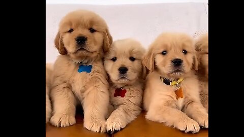 How Adorable these 6 siblings are|Cutest Goldens Viral Video