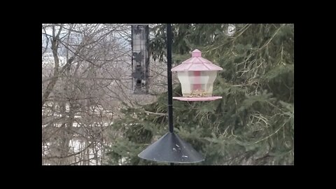 Backyard Birds