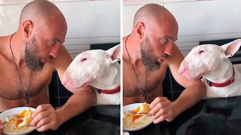 Doggy Tries To Convince Owner To Share His Breakfast