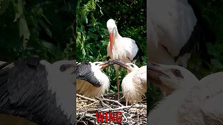 🐧 #WINGS - Feeding the Future: Nurturing Stork Young with Parental Care 🐦