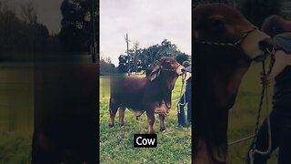 Cow