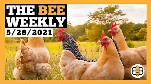 THE BEE WEEKLY: Kissing Chickens, A Hollywood Conservative, And Blue Checks