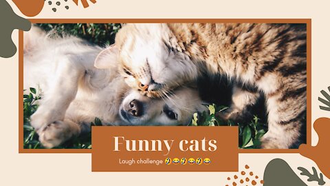 Funny cats moments laugh challenge 😂😂😂😂