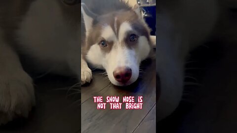 Why huskies don’t pull Santa’s sleigh