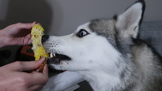 Dogs Try Eating Corn on the Cob.