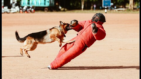 How to defend against a dog. Self Defense against dog attacks