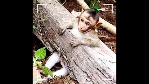 The clever wonderful dog saved the monkey trapped in a log