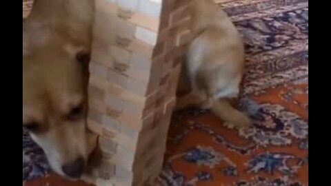 Dog is a talented Jenga player
