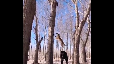 Training the dog to climb