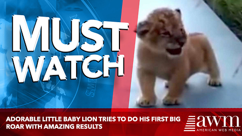 Adorable Little Baby Lion Tries To Do His First Big Roar With Amazing Results