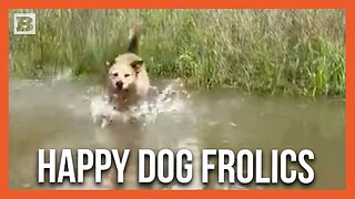 Doggo Frolics Through Flooded Golf Course in Indiana