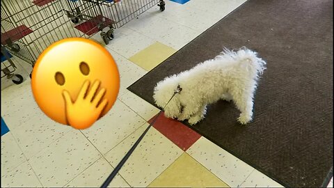 Quincy Embarrassed me in Petco!