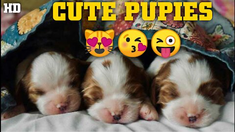 Adorable Puppies Love Babies Compilation 😍 A Cute Puppy 🐶and Baby👶 Videos 2021