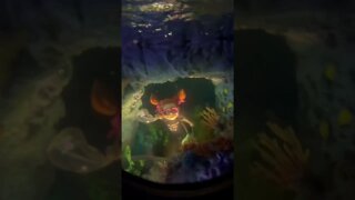 DISNEYLAND Finding Nemo Submarine Voyage #shorts #disneyland #nemo