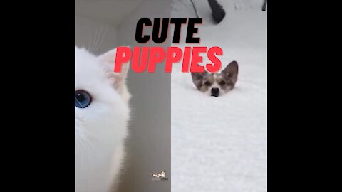 Cute Puppies | BEAGLE AND PERSIAN Cute Puppies |Adorable ♡