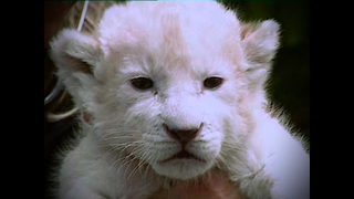 6 Baby White Lions