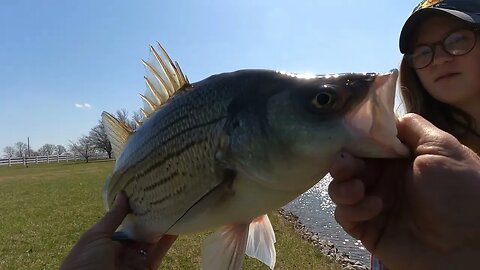 Surprise Striper while Pond Fishing! #bassfishing #pondfishing #stripedbass