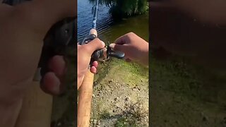 Catching a ZOMBIE Bass!