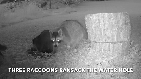 Three Raccoons Ransack The Water Hole