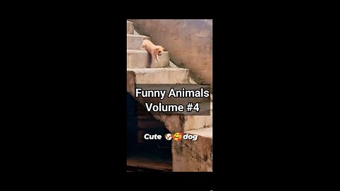 Funny Animals Video #4