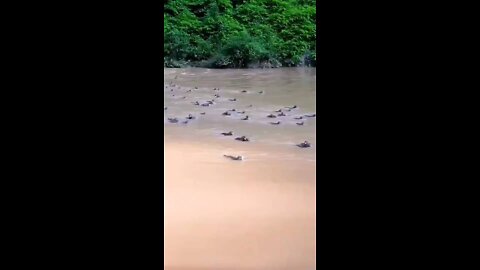 A Group of Monkeys Crossing the River
