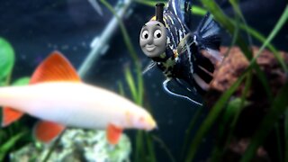 Thomas the Tank Engine Theme song played my Angelfish Fish