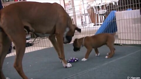 Cute 6 weeks old pitbull puppy playing with its mother!
